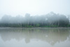 Jungle Morning (Kinabatangan River Part II) Photo: Morning mist over the banks of the Kinabatangan River.