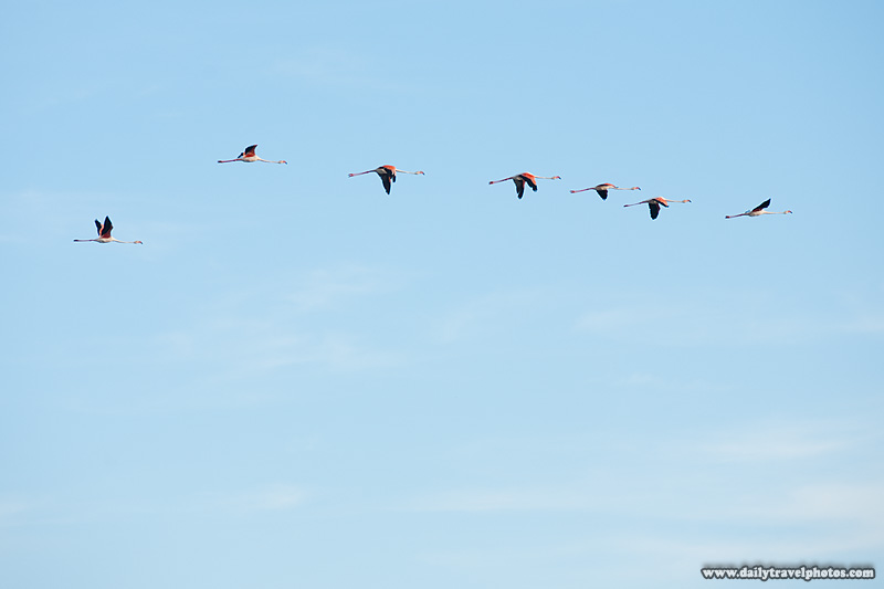 Flying flamingos - Sainte Marie De La Mer, Camargue, France - Daily Travel Photos