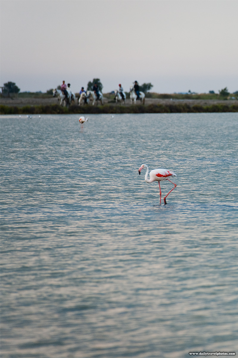 Flamingos and horseback riders - Sainte Marie De La Mer, Camargue, France - Daily Travel Photos