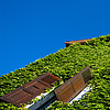 Weed Wall Photo: An ivy covered house on castle hill in old Annecy.