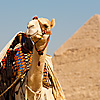 Pyramid Point Photo: A tourist camel waits at the officially sanctioned viewpoint of the pyramids.